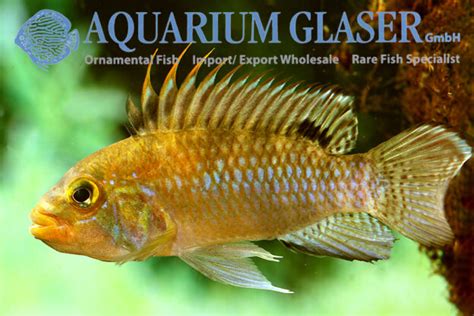 Apistogramma Norberti Aquarium Glaser GmbH