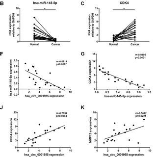 Validation Of Hsa Circ 0001955 Mediated MiRNA MRNA Sub Network In CRC