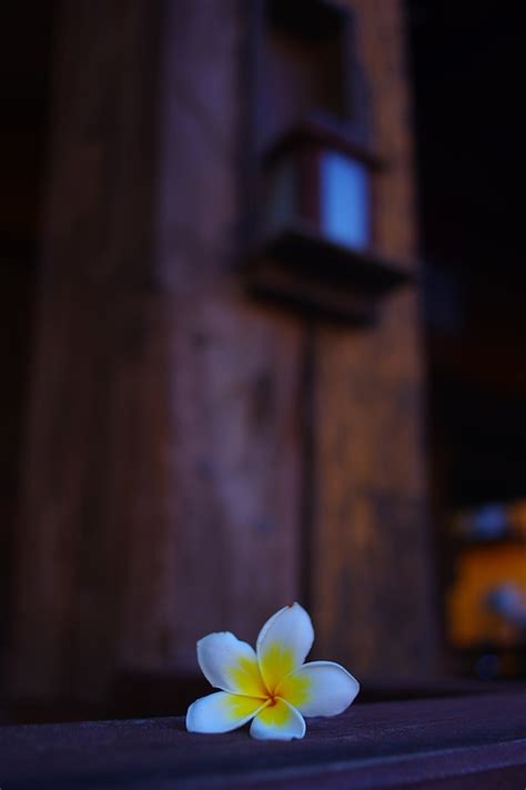 Plumeria Fleur De Frangipanier Photo Gratuite Sur Pixabay Pixabay