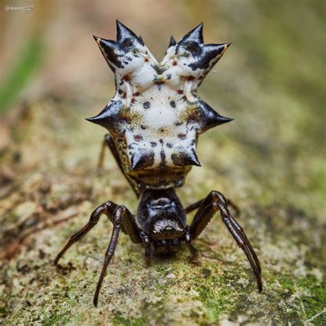 Araña de panza espinosa Micrathena gracilis