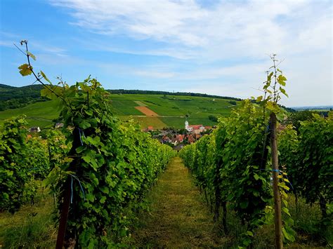 Alsazia Castelli E Cicogne Su La Route Des Vins Dal Giugno Al