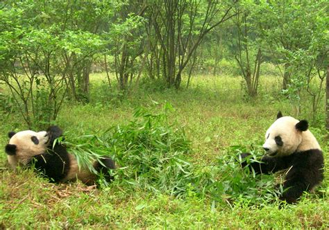 Fotos gratis césped oso fauna silvestre selva comiendo Imagen