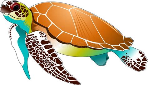 Sea Turtle Hawksbill Stock Vector Illustration Of White