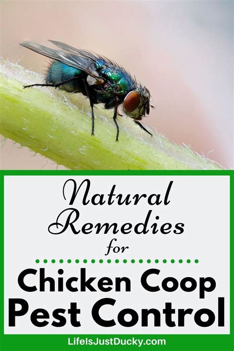 How To Get Rid Of Flies In Your Chicken Coop Naturally Chicken Coop