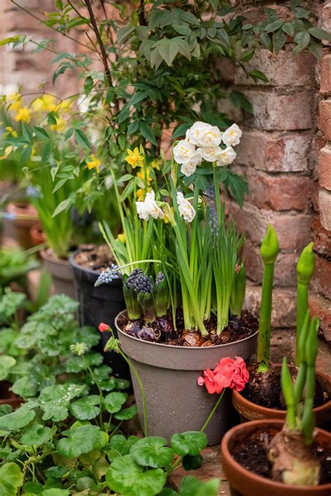 How to Plant Summer Bulbs - Curbly