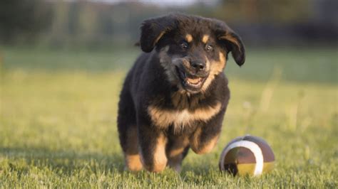 Puppy Bowl Contestants Take Over the 'Today Show' and They're Just Too Cute - PetHelpful