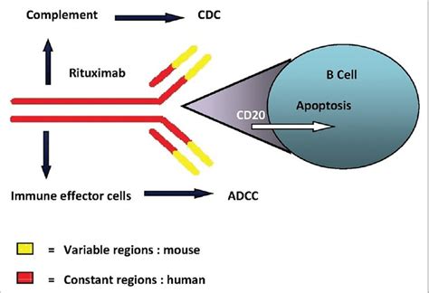 Rituximab Cd20