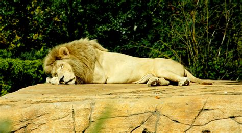 Free Images Zoo Fur Mane Predator Fauna Lion Big Cat Sleep