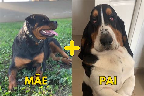 Conhe A Filhotes Mistura Entre As Ra As Rottweiler E Basset Hound