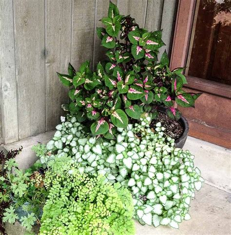 Shade Plants for Pots | Hearth and Vine | Porch plants, Front porch plants, Plants