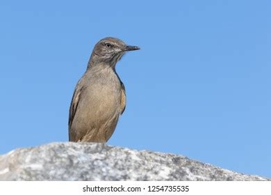 15 Black Billed Shrike Tyrant Royalty Free Images Stock Photos