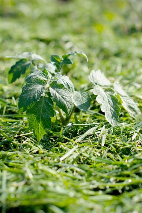 How To Mulch Tomato Plants Secrets To Mulch Tomatoes Right