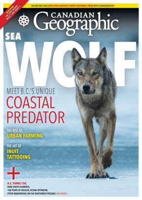 The Amazing Sea Wolves Of The Great Bear Rainforest