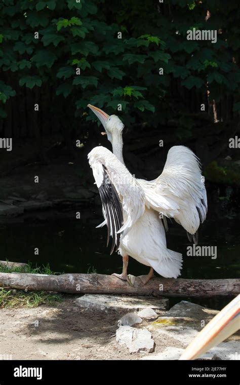 El Gran Pel Cano Blanco Pelecanus Onocrotalus Tambi N Conocido Como El