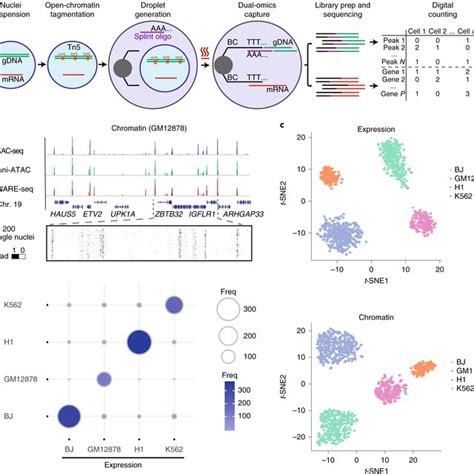 Linked Single Nucleus Transcriptome And Chromatin Accessibility