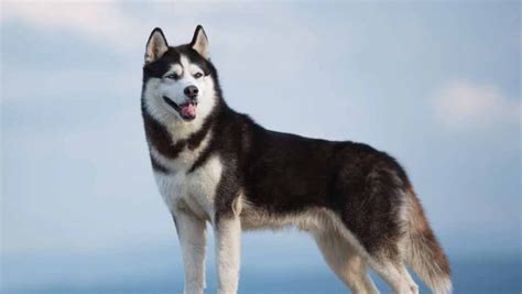 Cuidado De Un Perro Husky Todo Lo Que Necesitas Saber