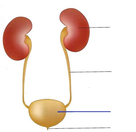 Urinary System Flashcards Quizlet