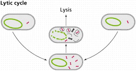 Lysogenic Cycle Animation