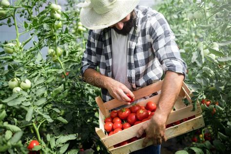 Male Farmer Picking Fresh Tomatoes From His Hothouse Garden Stock Image