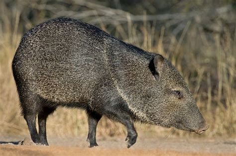 Wild Wonderings Understanding The Differences Between Javelinas And