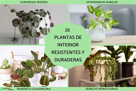 Details 300 Imagen Plantas De Interior Tropicales Abzlocal Mx