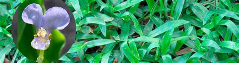 White Flower Weed In St Augustine Grass Wonderful Thing Webcast Image Archive