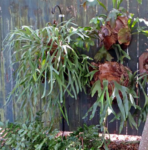 Staghorn Fern Platycerium Bifurcatum Wisconsin Horticulture