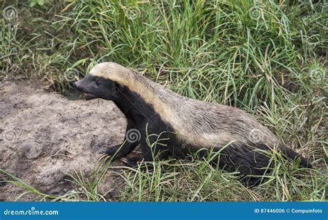 African honey ratel stock photo. Image of green, badger - 87446006