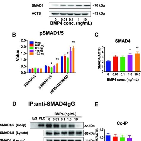 Bmp Acts Via The Smad Pathway In Progenitor Leydig Cells Plcs In