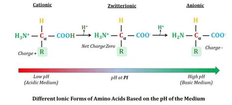 Amino Acid Structure And Functions Biochemistry Short Notes