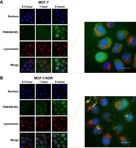 Colocalization Of Pamam Nh 2 With Lysosomes In Mcf 7 Cells A And