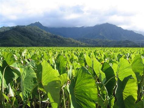 Taro Leaves Free Stock Photo | FreeImages