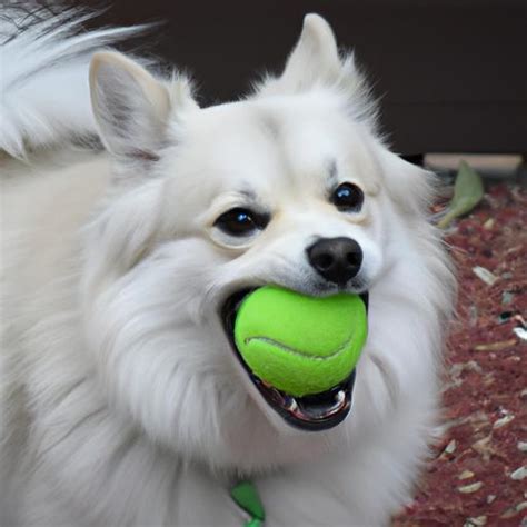 Pomsky: A Unique Hybrid Breed