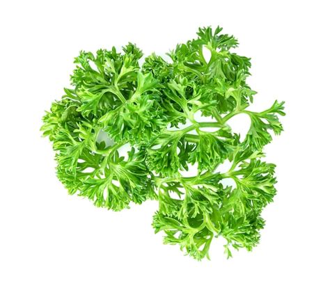 Premium Photo Parsley Leaf Or Petroselinum Crispum Leaves Isolated On