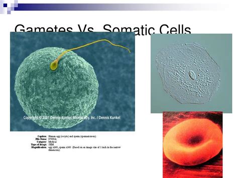 Ppt Meiosis Powerpoint Presentation Free Download Id 2828572