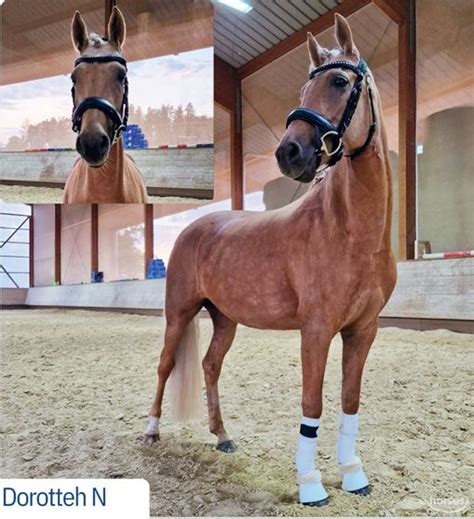 Deutsches Reitpony Stute 8 Jahre 148 cm Palomino in München