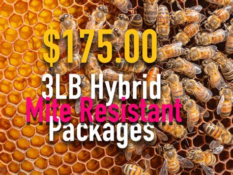 3 Lb Honey Bee Packages Mite Resistant