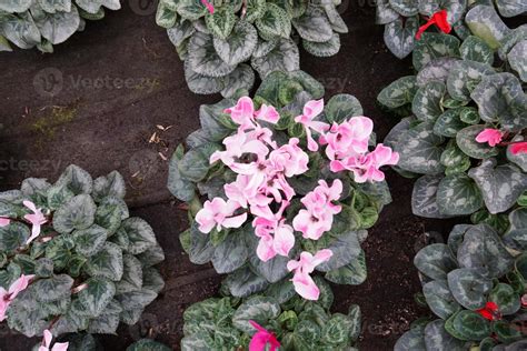 Cyclamen flower Multi colors 17362815 Stock Photo at Vecteezy