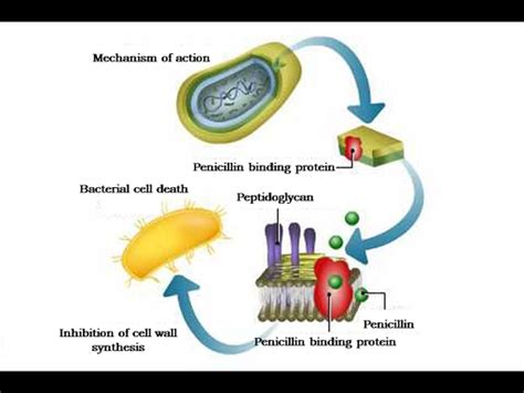 MECHANISM OF ACTION - Penicillin