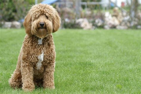 Goldendoodle Mini Full Grown