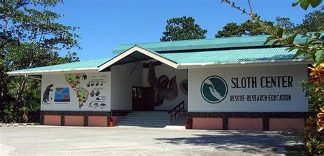 Sloth Sanctuary Y Los Perezosos Guía Del Trotamundos