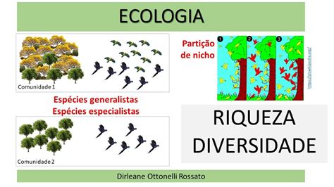 Diversidade E Riqueza De Esp Cies Youtube