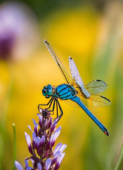 Lexica Dragonfly In Flower Professional Color Grading Soft Shadows