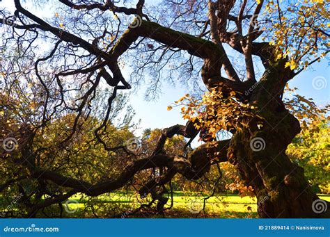 Vertakte Oude Boom Bij De Herfst Stock Foto Image Of Vreedzaam