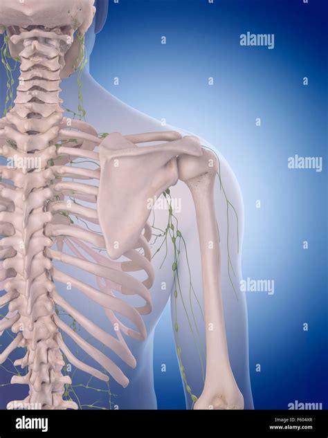Ilustraci N M Dica Precisa Del Sistema Linf Tico El Hombro Fotograf A