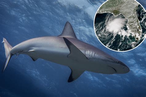 Shark Tracking May Be The Best Indicator For Hurricane Season