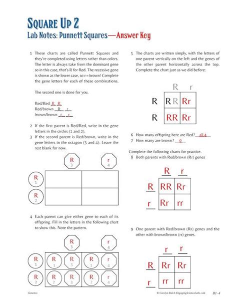 Solution Scb Punnett Square Practice Worksheet Studypool