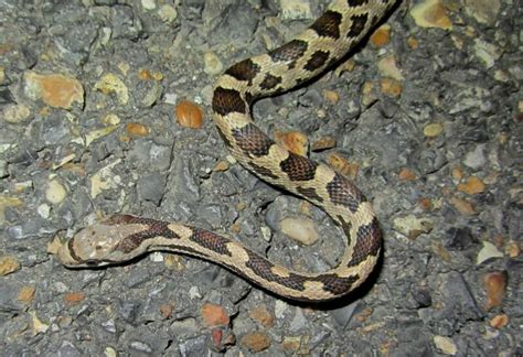 Western Ratsnake From St James Parish LA USA On April 23 2014 By