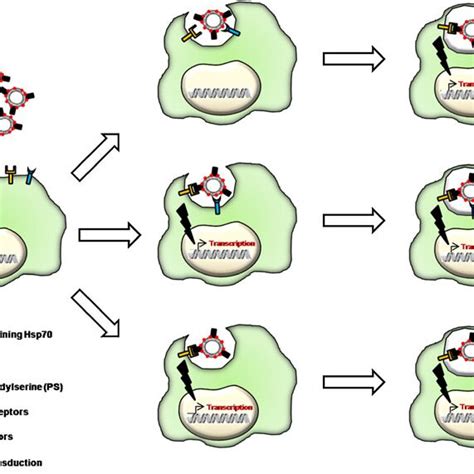 Possible Mechanisms For The Interaction Of Extracellular Vesicles