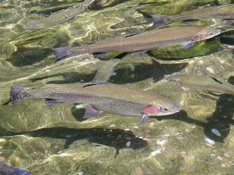 The Difference Between Rainbow Trout And Steelhead Trout Follow The Water